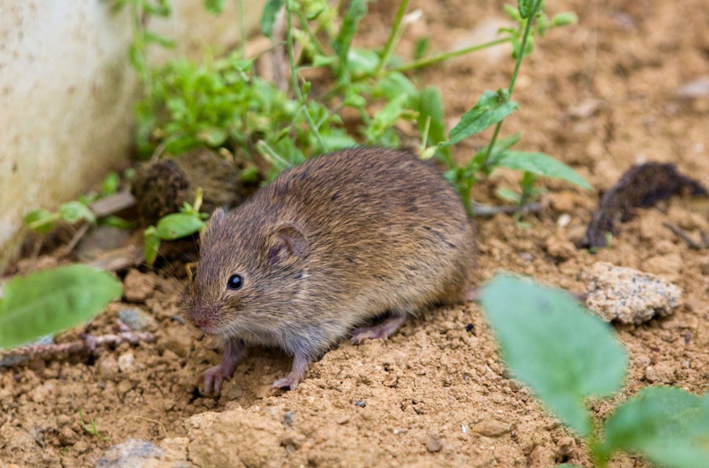 Why Fall Is the Most Important Time to Deal With Voles in Calgary
